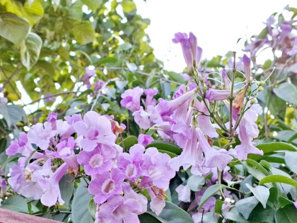 Purple Rhododendron Azalea Flower Seeds
