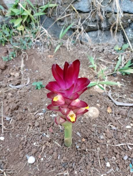 Red Curcuma Flower Seeds - Heirloom Non GMO High Germination Flower Seeds for Planting