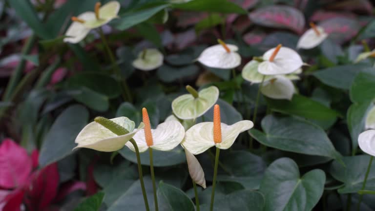 Anthurium Flower Seeds Mixed - Heirloom Non GMO Premium Garden Seeds for Planting