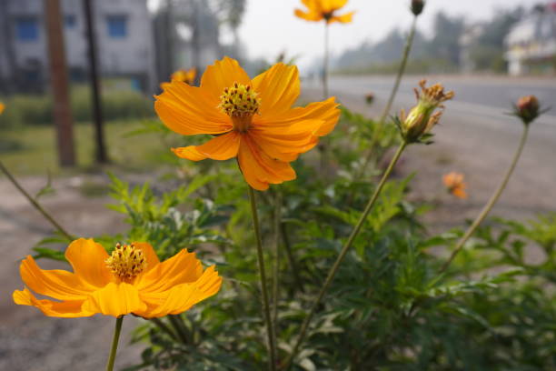 Orange Perennial Cosmos Flower Seeds