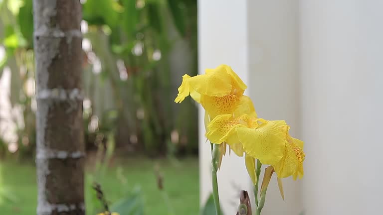 Canna Lily Flower Seeds Rare Blooming Plants for Balcony and Outdoor Gardens - Heirloom Non GMO High Germination Organic