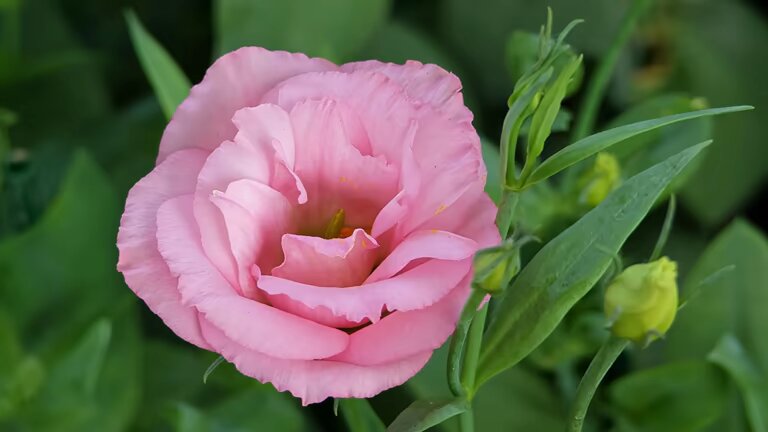 Pink Perennial Lisianthus Flower Seeds