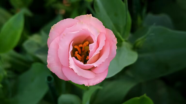 Pink Perennial Lisianthus Flower Seeds - Heirloom Non GMO High Germination Flower Seeds for Home Garden Planting