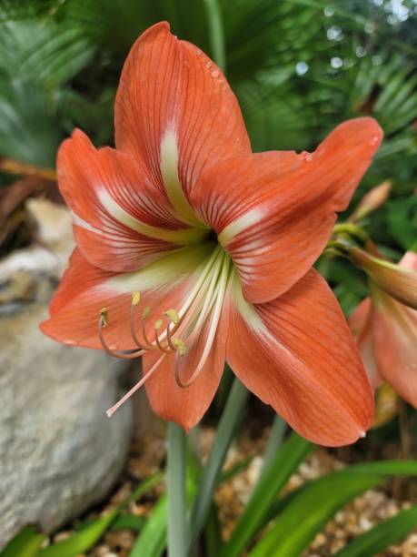 Orange Amaryllis Flower Seeds
