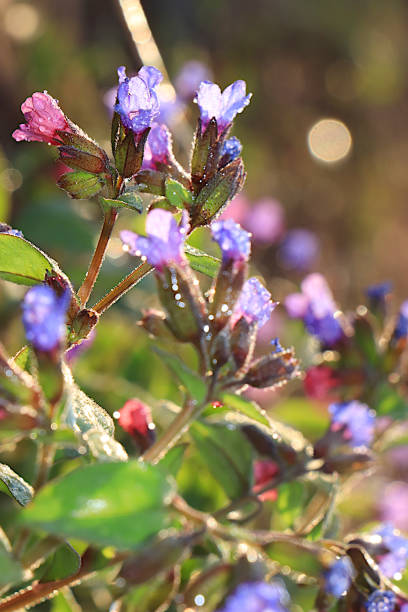 Lungwort Flower Seeds Exotic Flowering Plants for Vibrant Garden Beauty for Colorful Landscape - Heirloom, Non GMO,