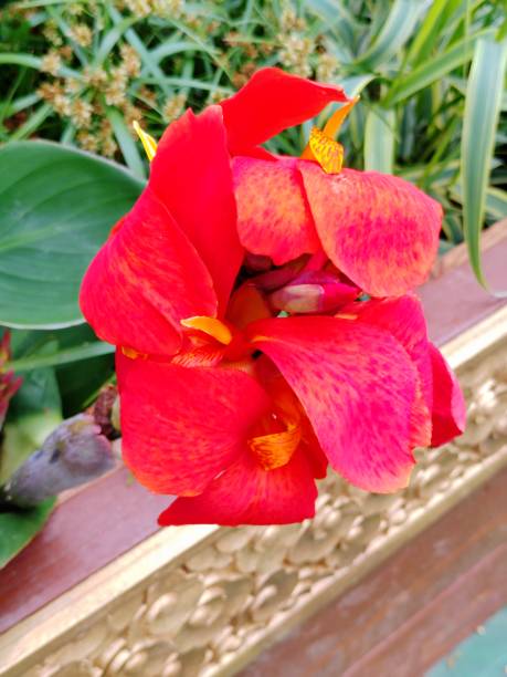 Canna Lily Flower Seeds