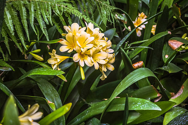 Yellow Clivia Flower Seeds