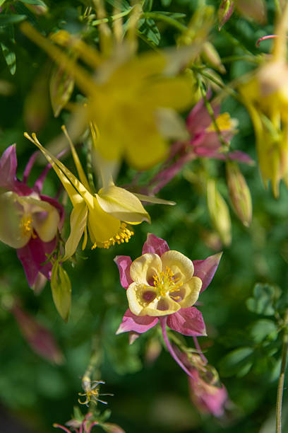 Pink Yellow Giant Aquilegia Flower Seeds – Exotic Flowering Plants for Vibrant Backyard Beauty - Heirloom Non GMO High G
