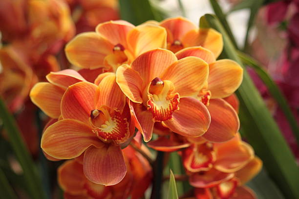 Orange Cymbidium Flower Seeds - Heirloom Non GMO High Germination Premium Flower Seeds for Home Garden