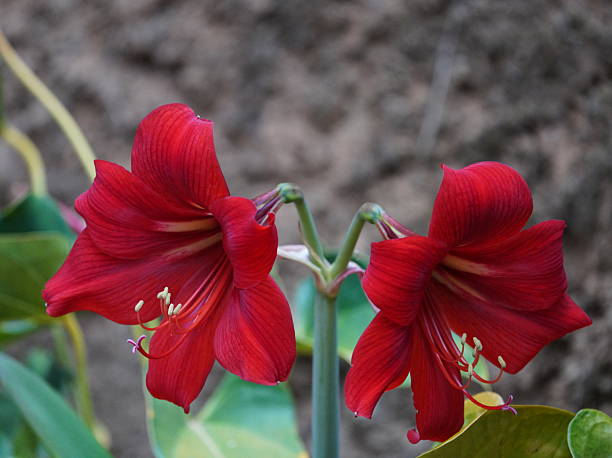 Red Amaryllis Flower Seeds – Rare Blooming Plants for Balcony and Outdoor Gardens