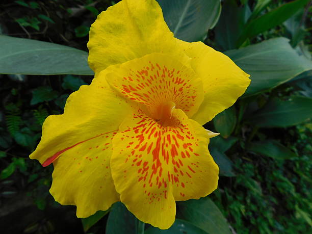 Canna Lily Flower Seeds Rare Blooming Plants for Balcony and Outdoor Gardens - Heirloom Non GMO High Germination Organic