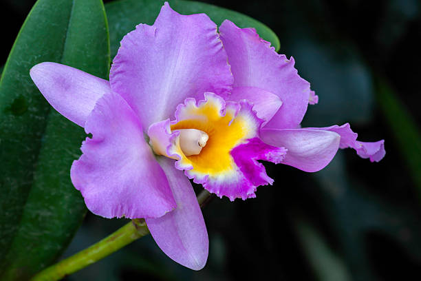 Yellow Purple Cattleya Orchid Flower Flower Seeds - Heirloom Non GMO High Germination Garden Seeds for Planting