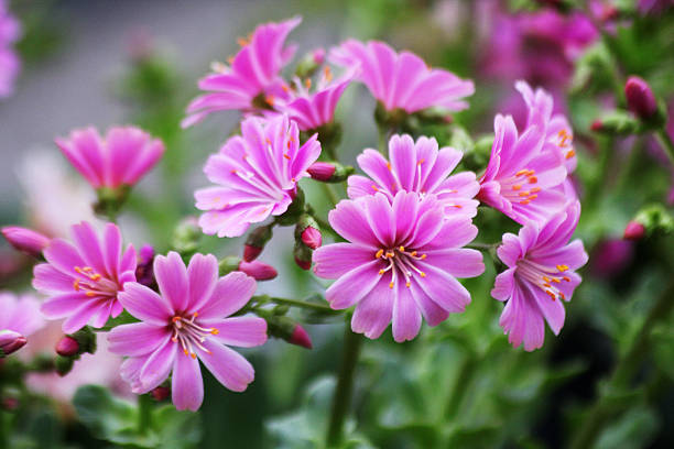 Pink Lewesia Flower Seeds - Heirloom, Non GMO, High Germination, Organic Garden Seeds