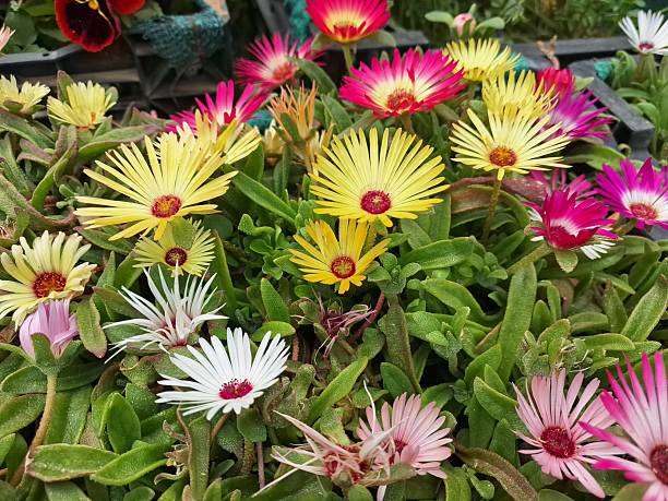 Aptenia cordifolia Flower Seeds