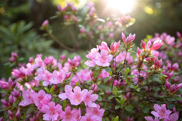 Pink Azalea Flower Seeds