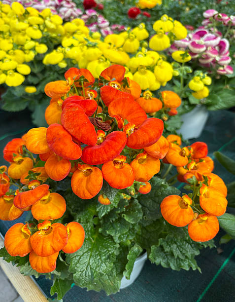 Calibrachoa Flower Seeds - Heirloom Non GMO Premium Garden Seeds for Planting