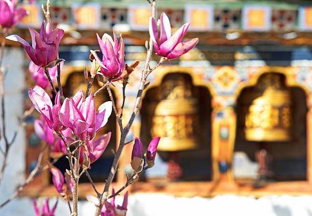 Magnolia Flower Seeds Heirloom, Non - Heirloom, Non GMO, High Germination, Organic Garden Seeds