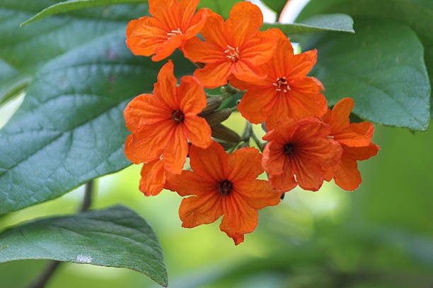 Orange Cordia Sebestena Flower Seeds – Exotic Flowering Plants for Vibrant Garden Beauty