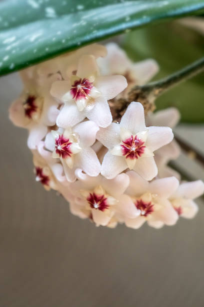 White Hoya Carnosa Flower Seeds – Premium Floral Seeds for Decorative Landscape Gardens