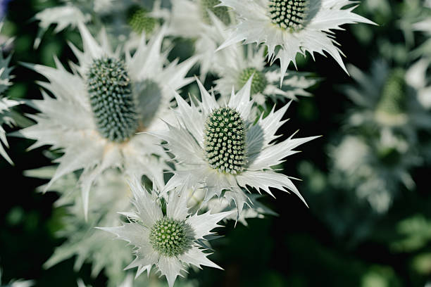 White Eryngium Flower Seeds - Heirloom Non GMO High Germination Flower Seeds for Home Garden Planting