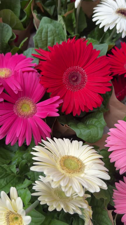 Mixed Gerbera Daisy Flower Seeds – Heirloom, Non GMO, High Germination Seeds - Heirloom Non GMO High Germination Organic