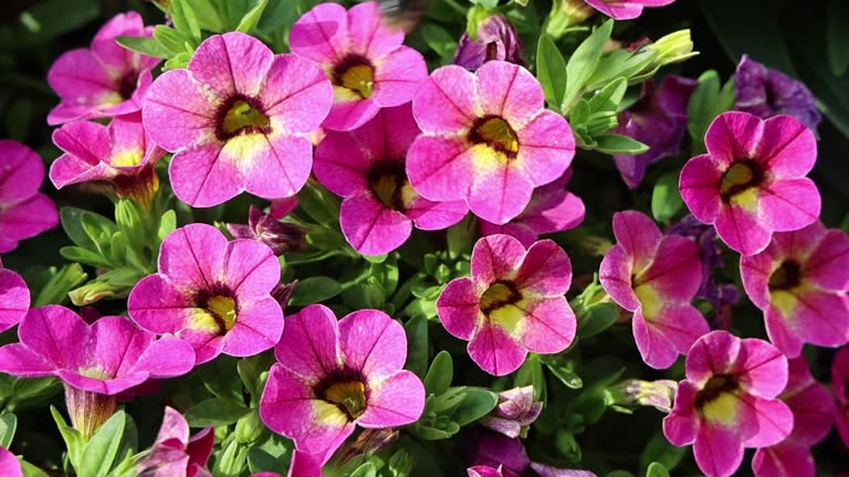 Calibrocha Flower Seeds