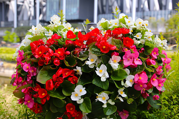 Mixed Boliviensis Flower Seeds