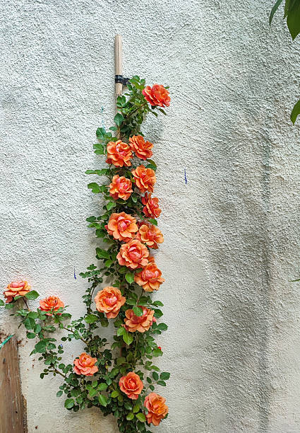 Orange Climbing Rose Flower Seeds for Planting – Heirloom Non-GMO Seeds - Heirloom Non GMO High Germination Organic