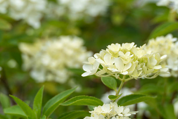 White Edgeworthia Flower Seeds - Heirloom Non GMO High Germination Flower Seeds for Home Garden Planting