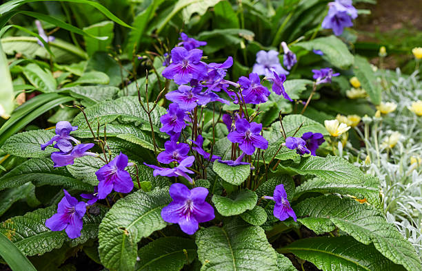 Cape Primrose Flower Seeds