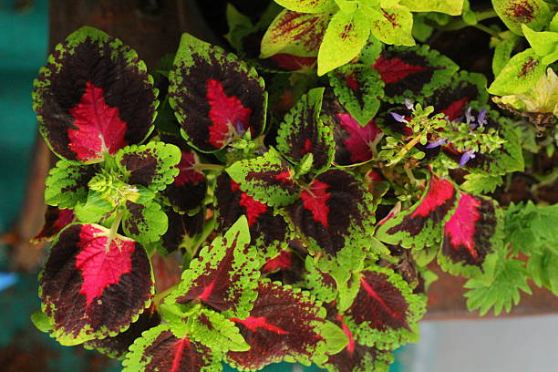 Coleus Flower Seeds - Heirloom Non GMO High Germination Premium Garden Seeds for Planting