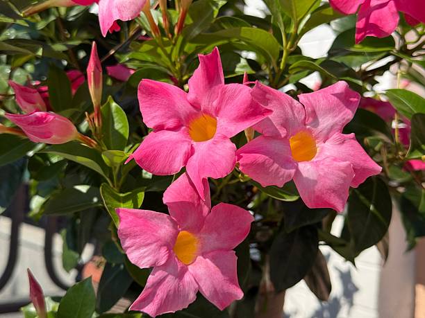 Dipladenia Flower Seeds