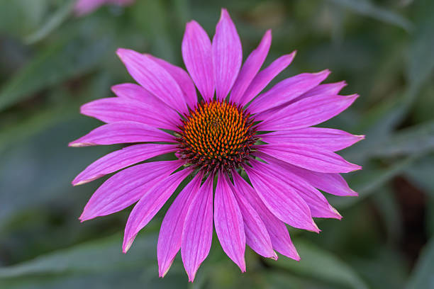 Purple Echinacea Coneflower Seeds for Planting | Heirloom Non-GMO High Germination