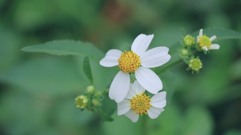 Bidens Pilosa Flower Seeds