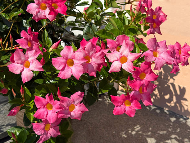 Mandevilla Flower Seeds Rare Blooming Plants for Balcony and Outdoor Gardens for Colorful Landscape - Heirloom, Non