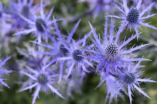 Eryngium Flower Seeds