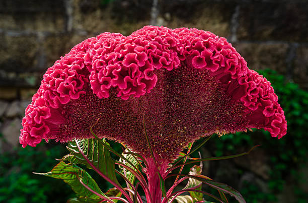 Cockscomb Flower Seeds