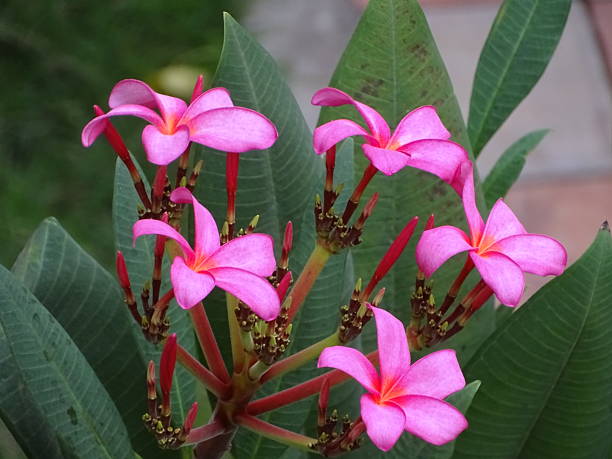 Pink Frangipani Flower Seeds – - Heirloom Non GMO Premium Garden Seeds for Planting, High Germination Outdoor Plants