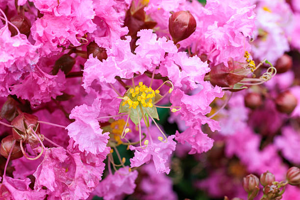 Crepe Myrtle Flower Seeds