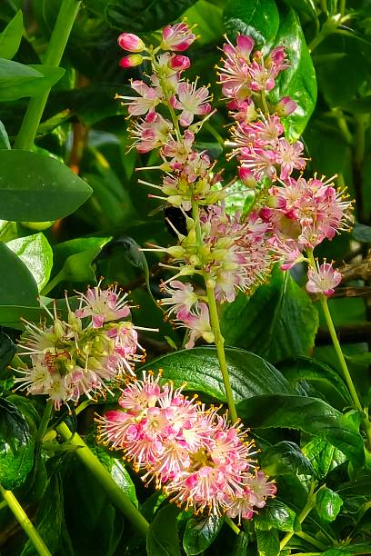 Clethra Alnifolia Rosea Flower Seeds - Heirloom Non GMO High Germination Garden Planting Seeds