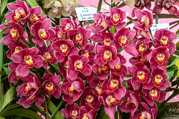 Red Cymbidium Flower Seeds