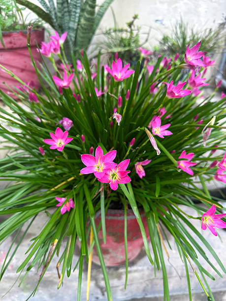 Pink Amaryllis Flower Seeds – Easy Grow Blossoms for Home Garden Decoration - Heirloom Non GMO High Germination Garden S