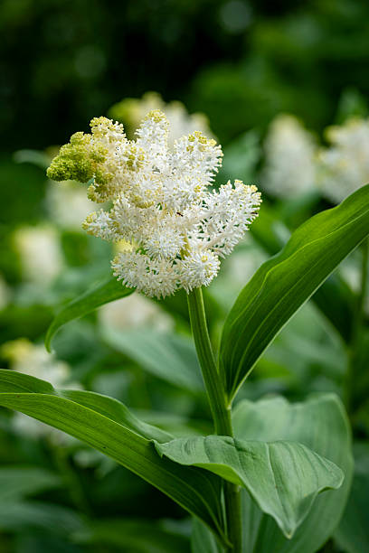White Maianthemum Flower Seeds – Rare Blooming Plants for Balcony & Outdoor Gardening