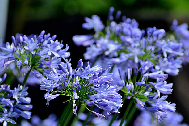 Agapanthus Flower Seeds