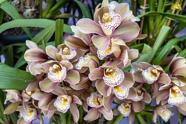 Cream Cymbidium Flower Seeds - Heirloom Non GMO High Germination Premium Garden Seeds for Planting
