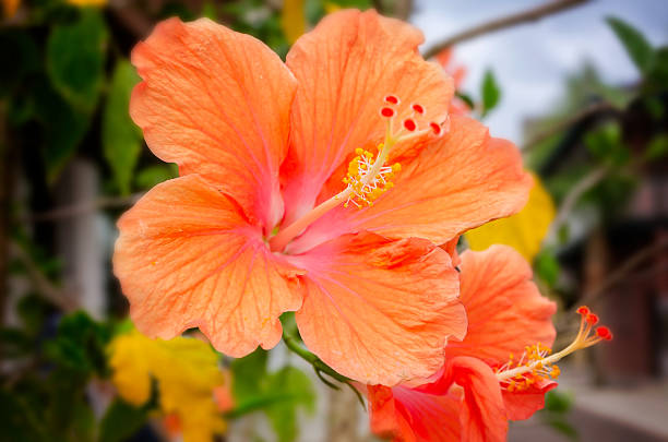 Orange Hibiscus Flower Seeds – Heirloom Non-GMO High Germination Seeds