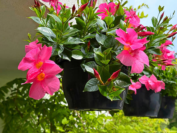 Dipladenia Flower Seeds