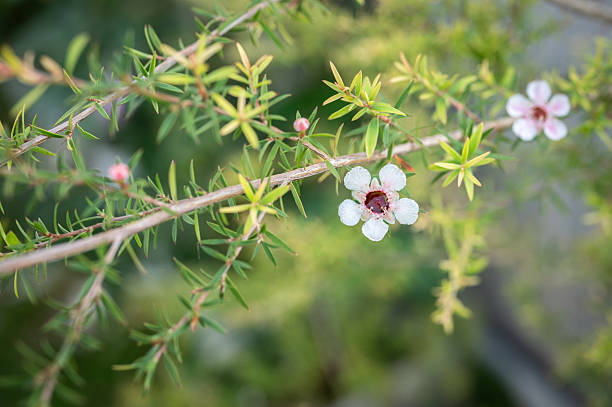 White Leptospermum Flower Seeds for Planting | Heirloom Non - Heirloom, Non GMO, High Germination, Organic Garden Seeds