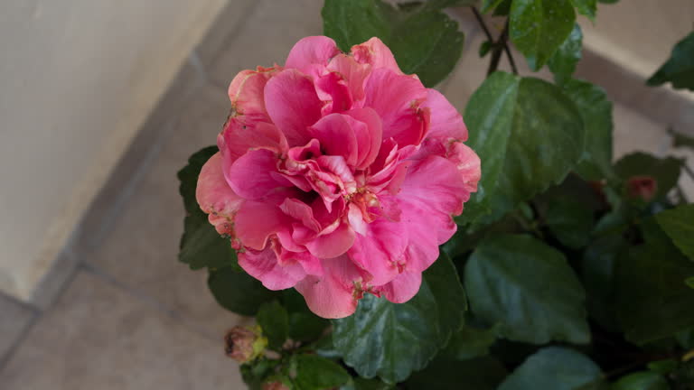 Double Hibiscus Flower Seeds - Heirloom, Non GMO, High Germination, Organic Garden Seeds