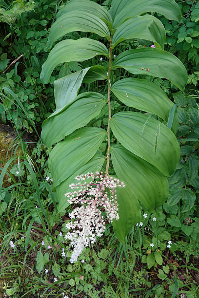 White Maianthemum Flower Seeds – Rare Blooming Plants for Balcony & Outdoor Gardening